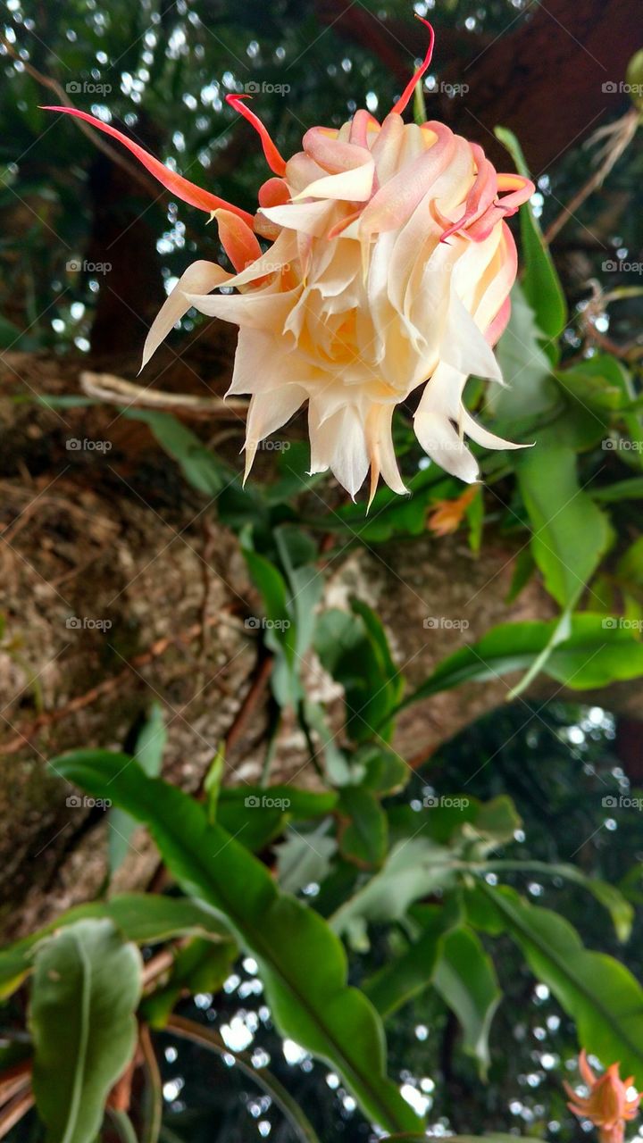 Uma flor exótica que achei muito bonita, numa planta agarrada à uma árvore.