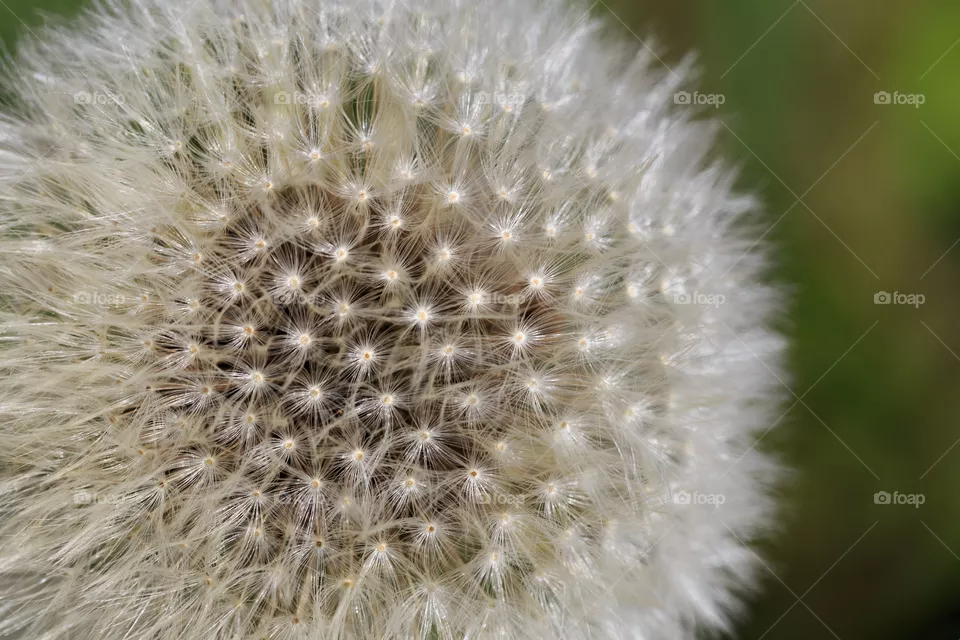 Dandelion