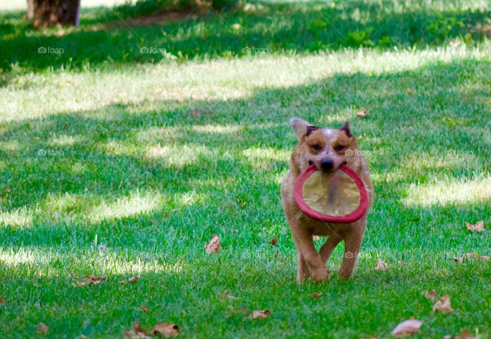 Summer Pets - a Red Heeler / Australian Cattle Dog retrieving a toy in a shady yard