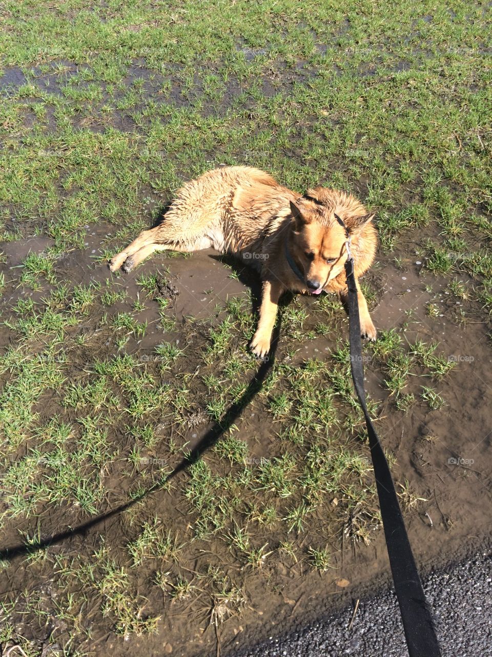 When you're a dog & you just don't care if you get wet & muddy
