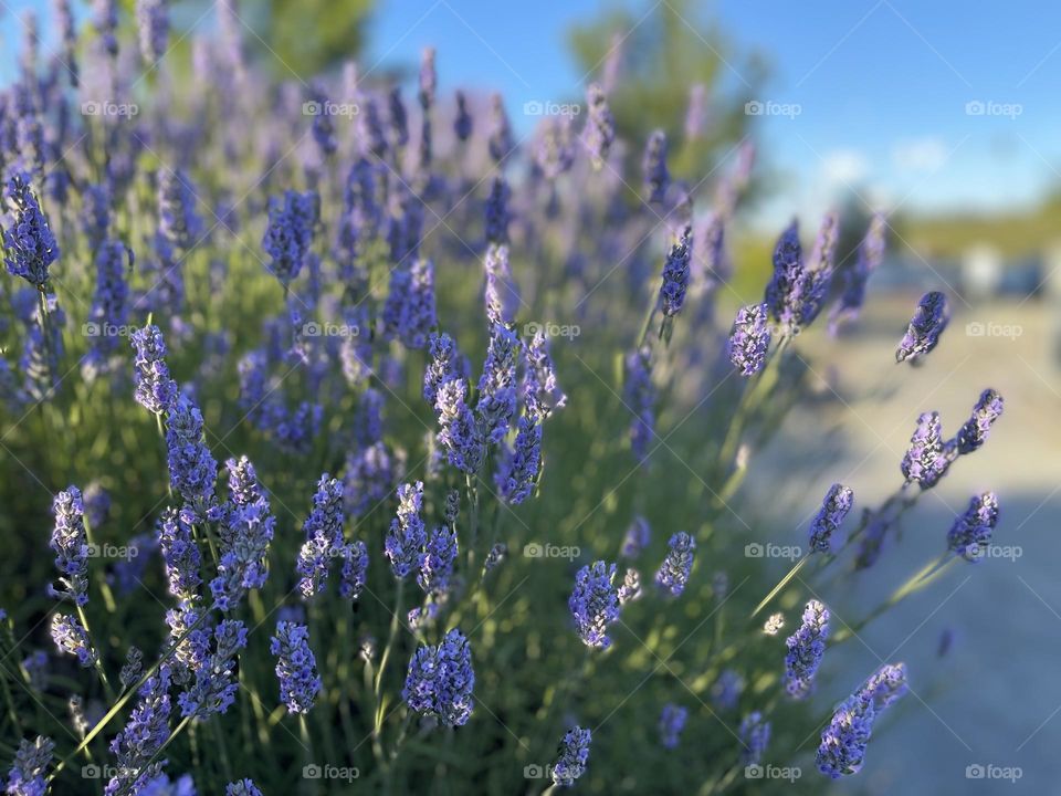 Blooming bush of lavender 