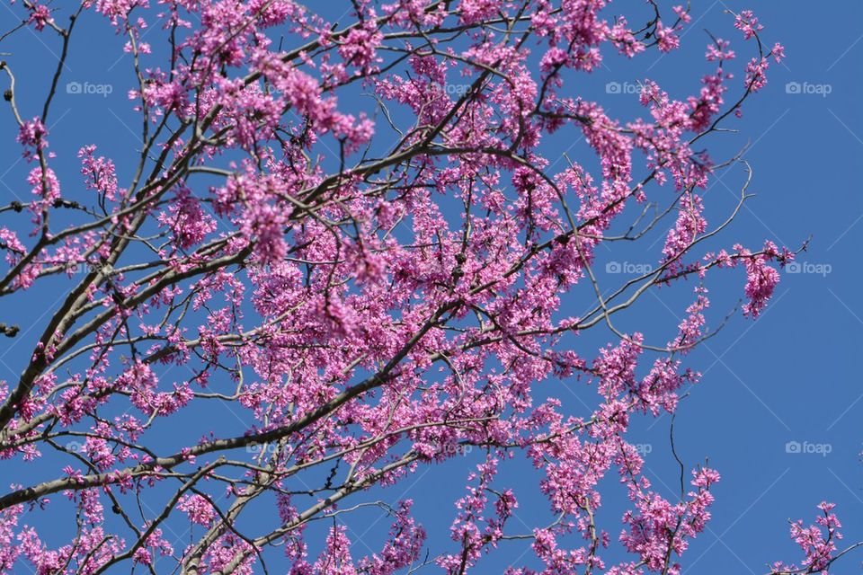 redbud tree