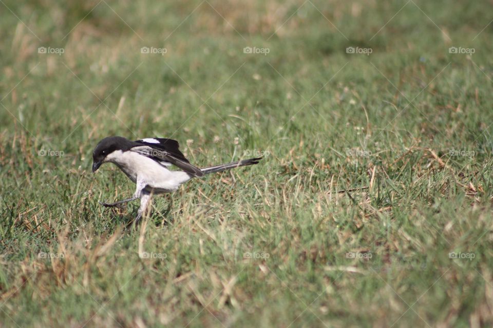 Southern fiscal. trying to catch a meal.