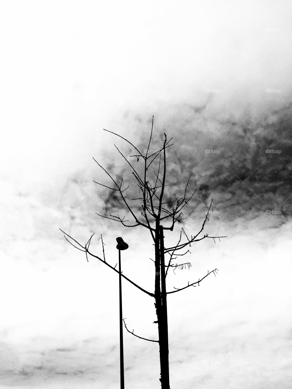 Tree and cloud . Black and white photo of tree and cloud in the sky 