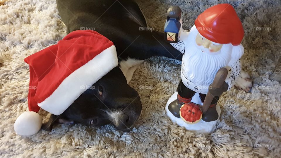 Dog waking up looking at Santa 