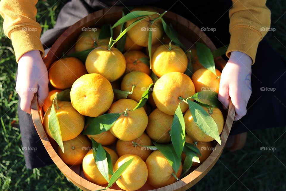 Organic mandarins 
