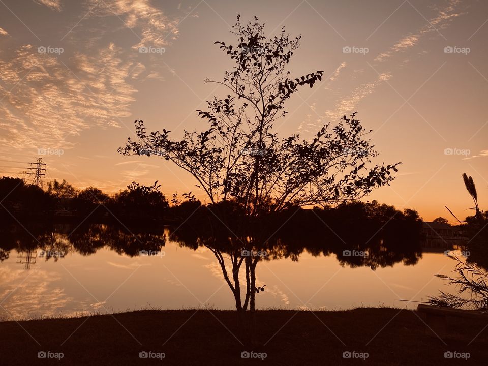 This Crepe Myrtle is fighting back The Fall season. It’s days for the foliage is limited even though the season is in a tropical location. The High Clouds are giving Back Drop and Back Glow to this Beautiful Sunset Setting. 