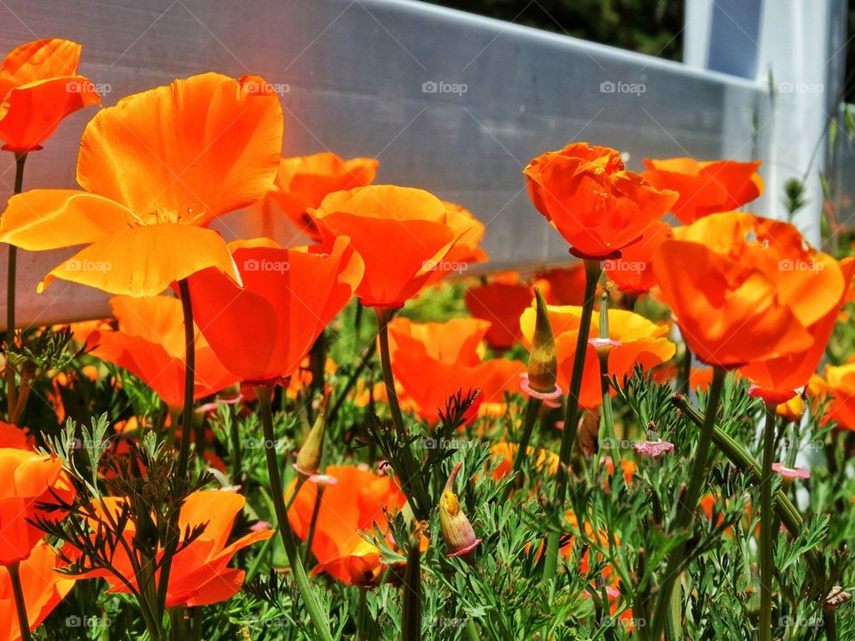 California poppies