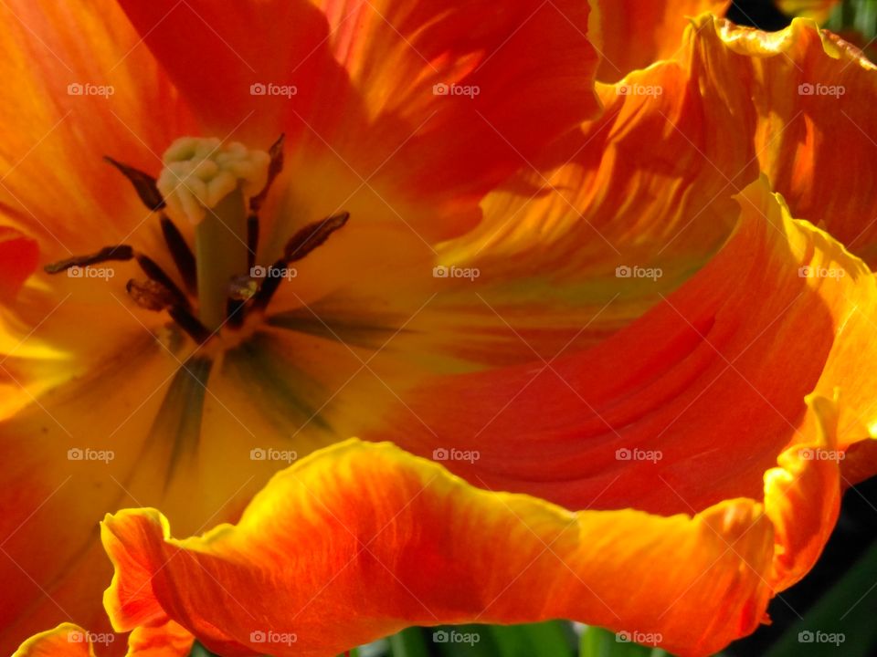 orange tulip at Regents park London