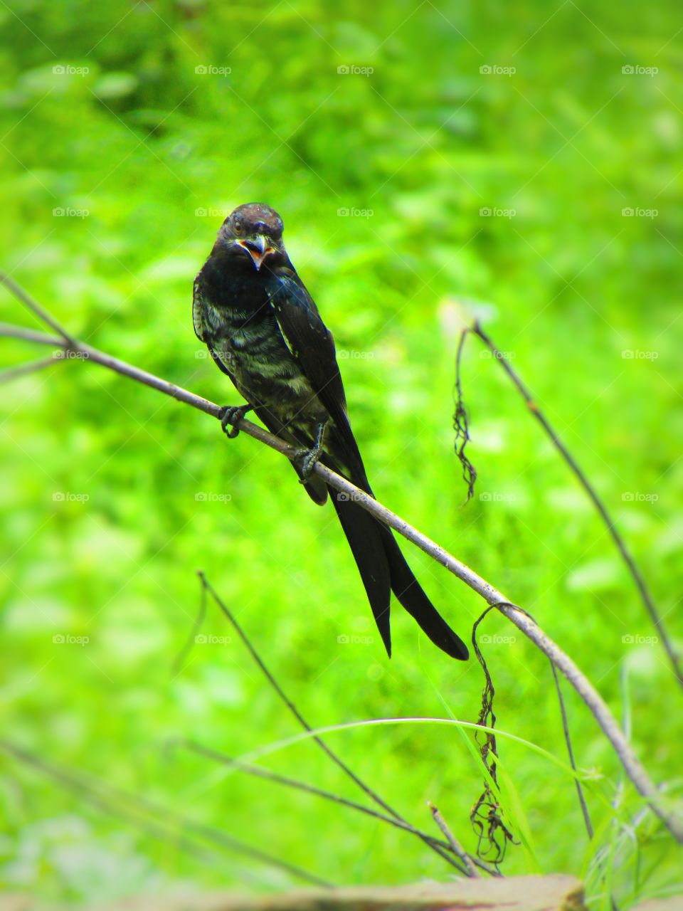 The black drongo (Dicrurus macrocercus) is a small Asian passerine bird of the drongo family Dicruridae.