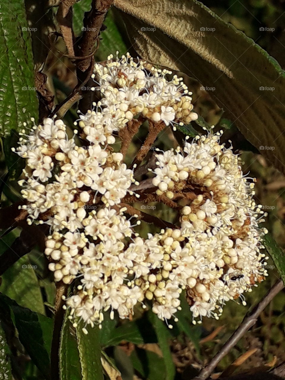 sunlit autumn  flowers  and leaves of viburnum