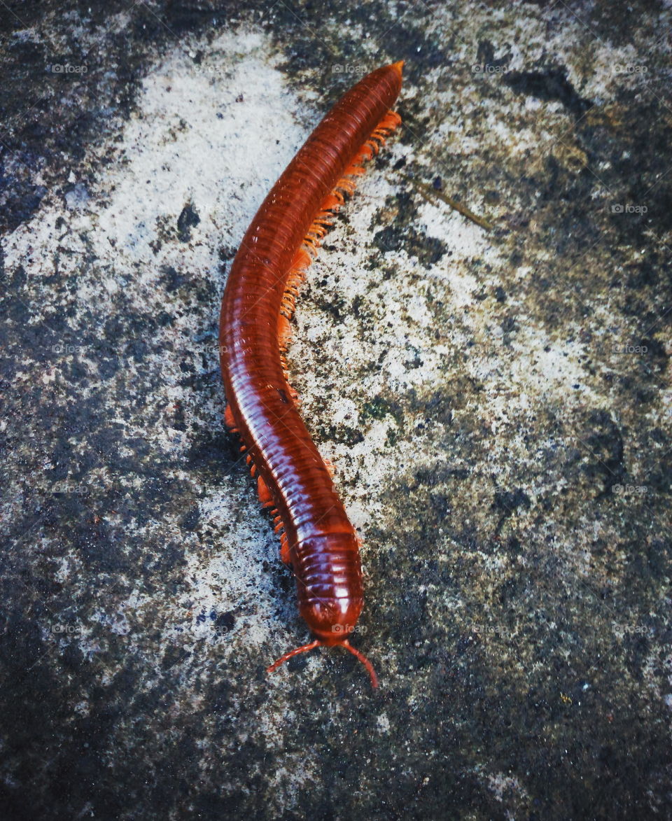 Millipedes Move