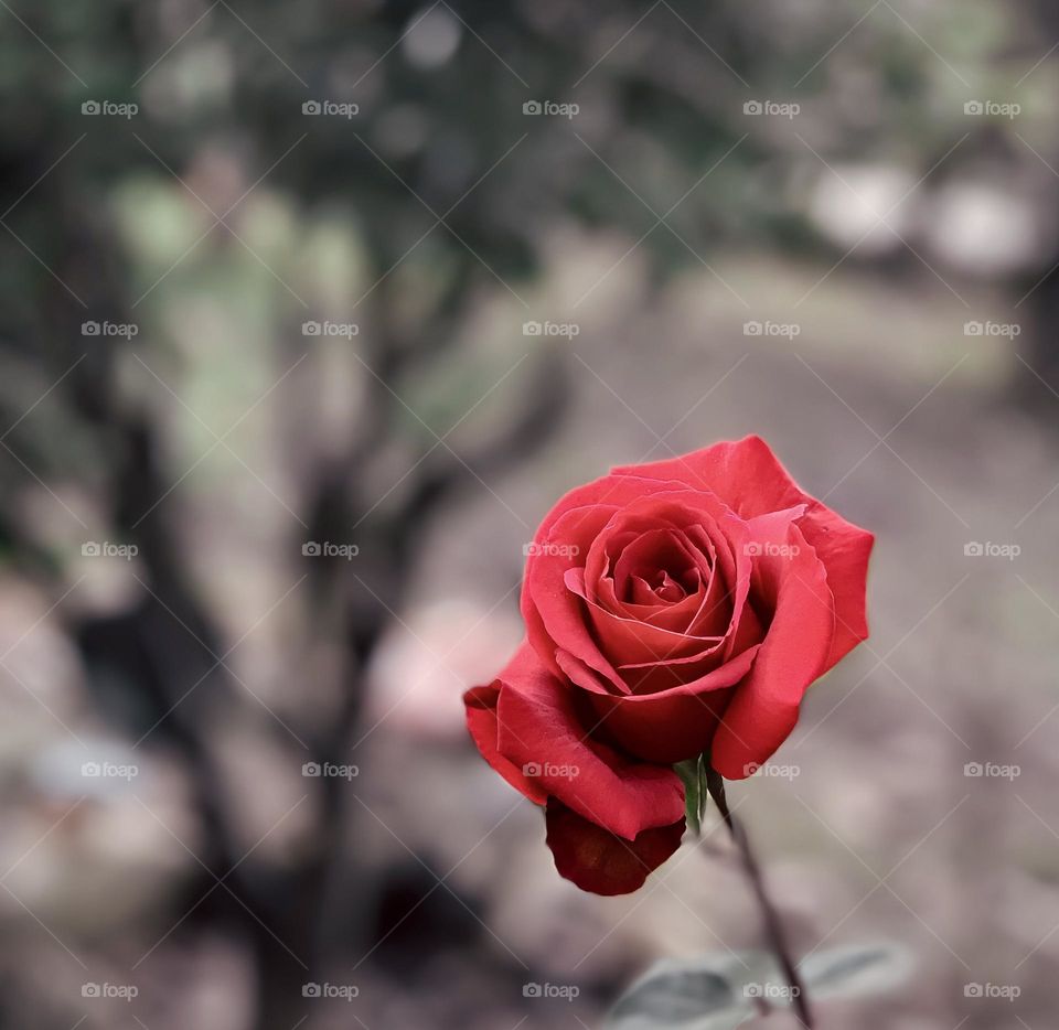 Portrait of a red rose