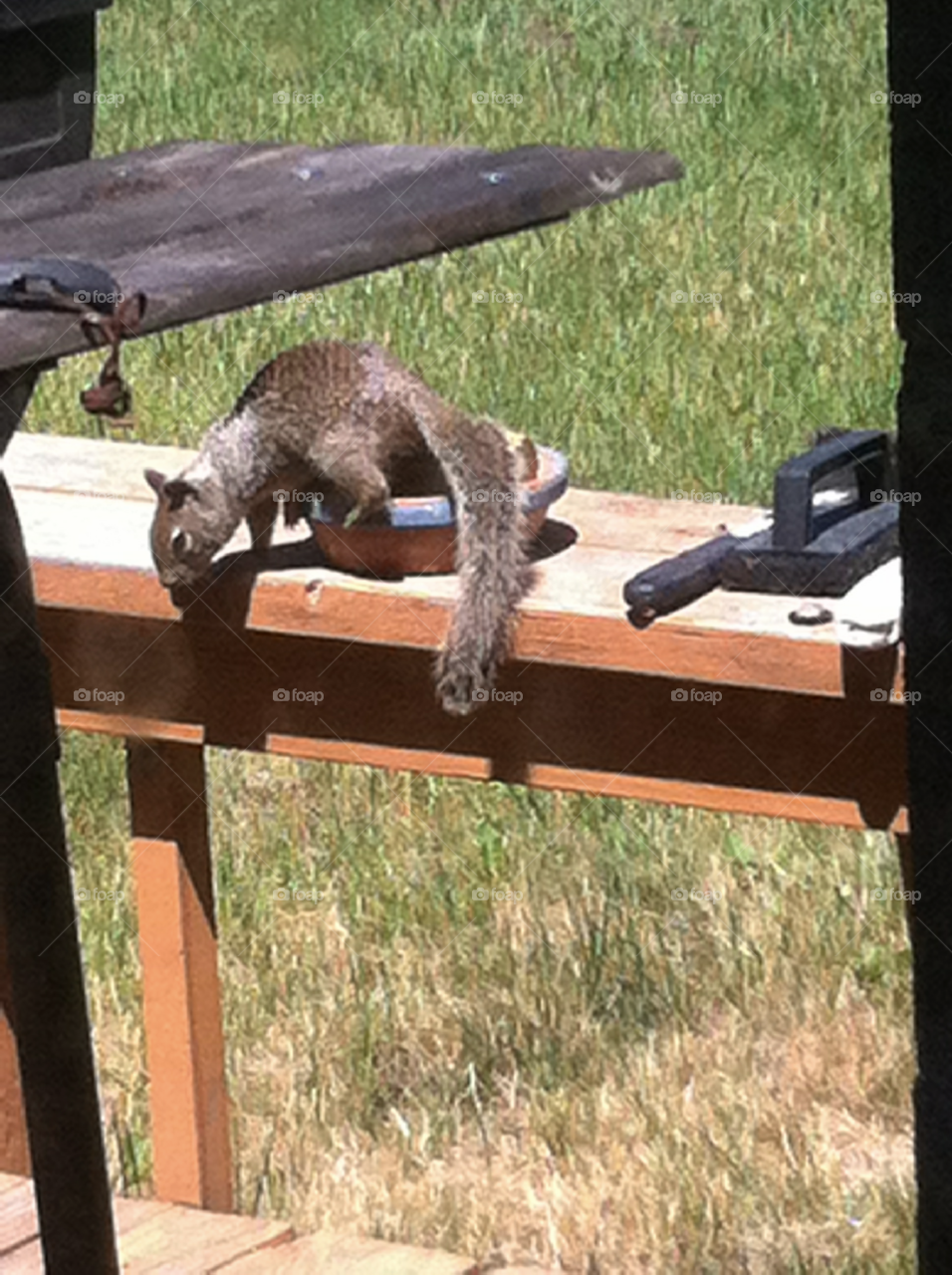 Squirrel on Deck 5