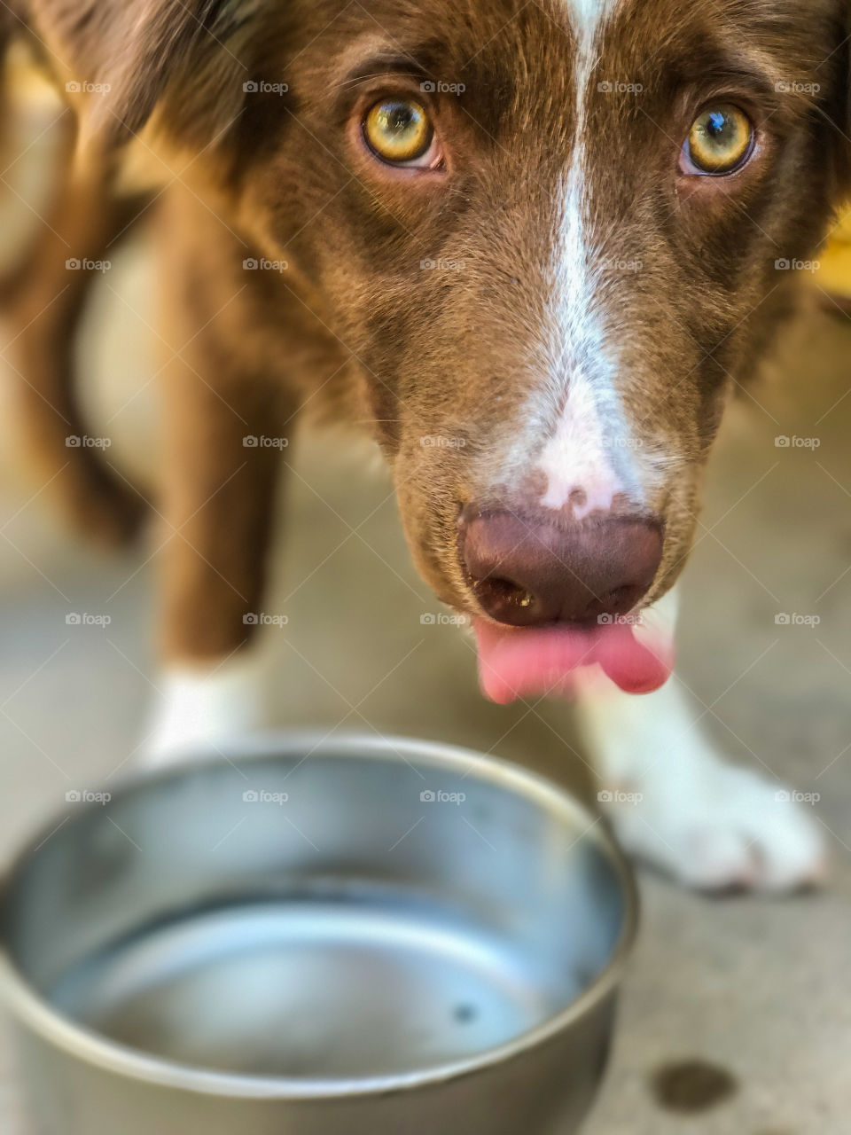 Thirsty puppy licking his lips over a water bowl
