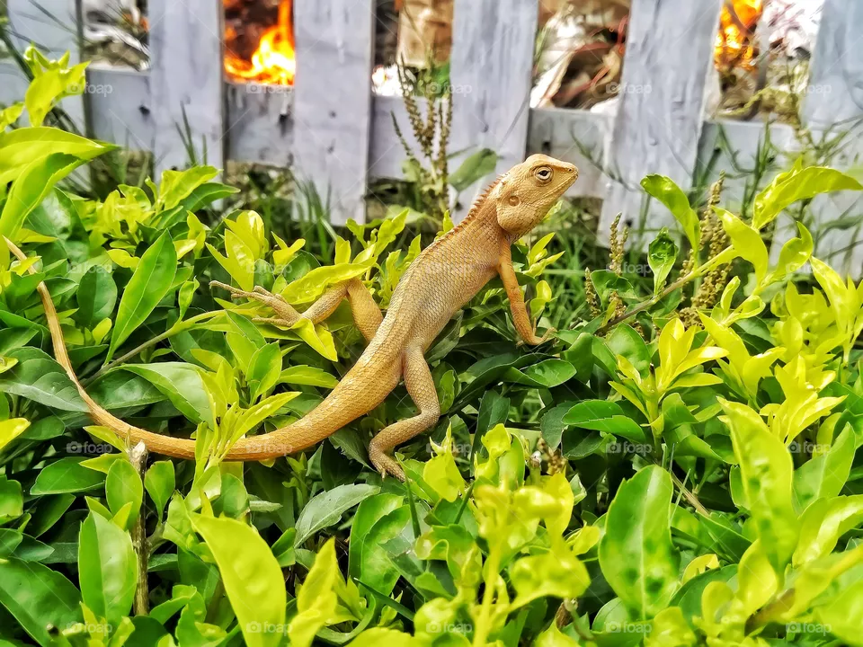 Lizard's Shot