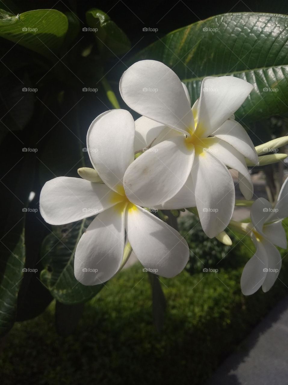 white flower seasonal fresh shurb small size looks very beautiful generally found everywhere