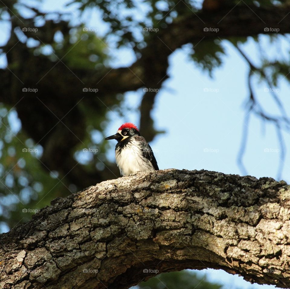 California acorn wood pecker tacking a break from collecting  acorns to stash before winter.