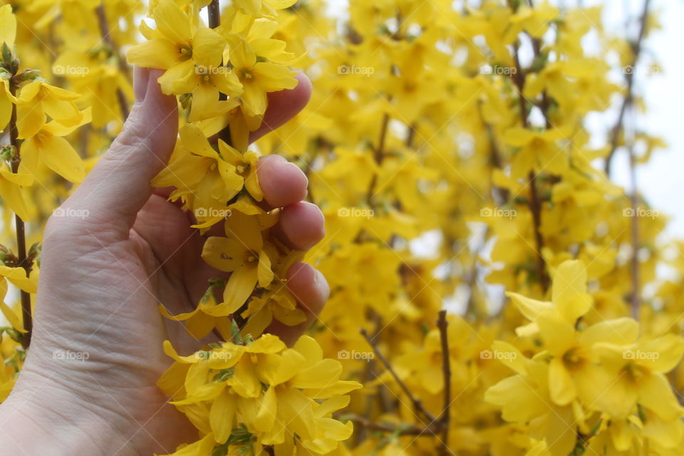 hand in the forsythia