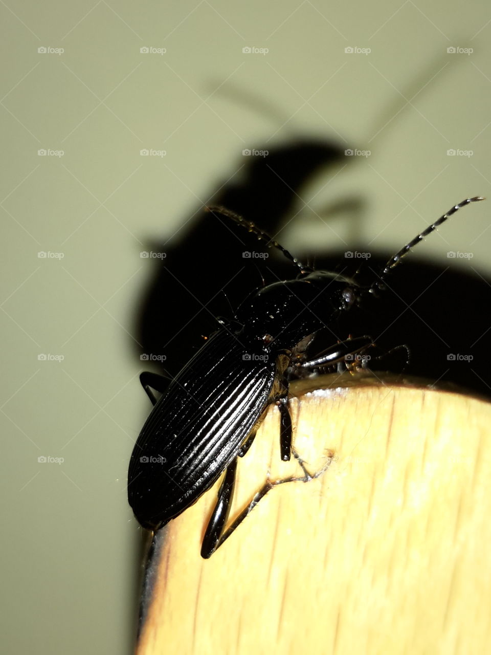 Black beetle came to visit