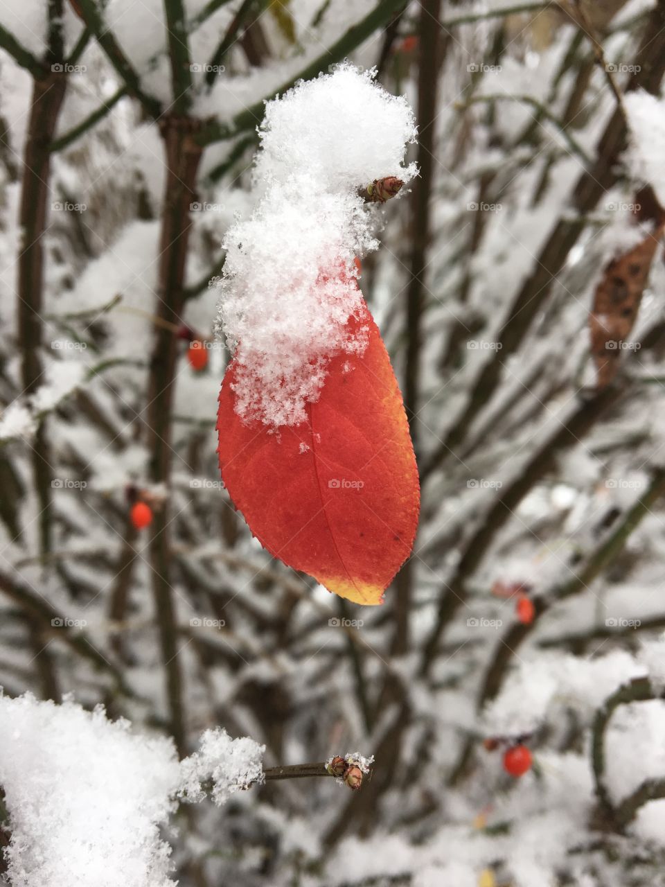 The last leaves and the first snow