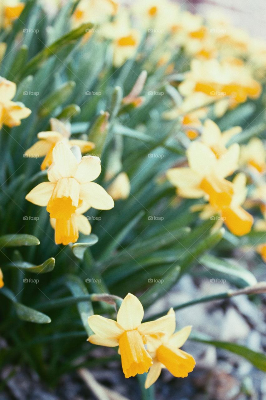 Yellow daffodils