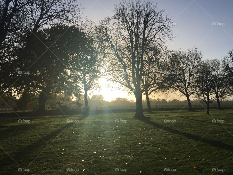 Sunrise through the trees 