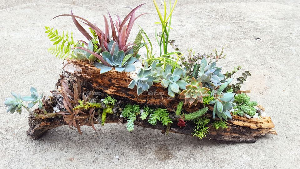 Driftwood planter