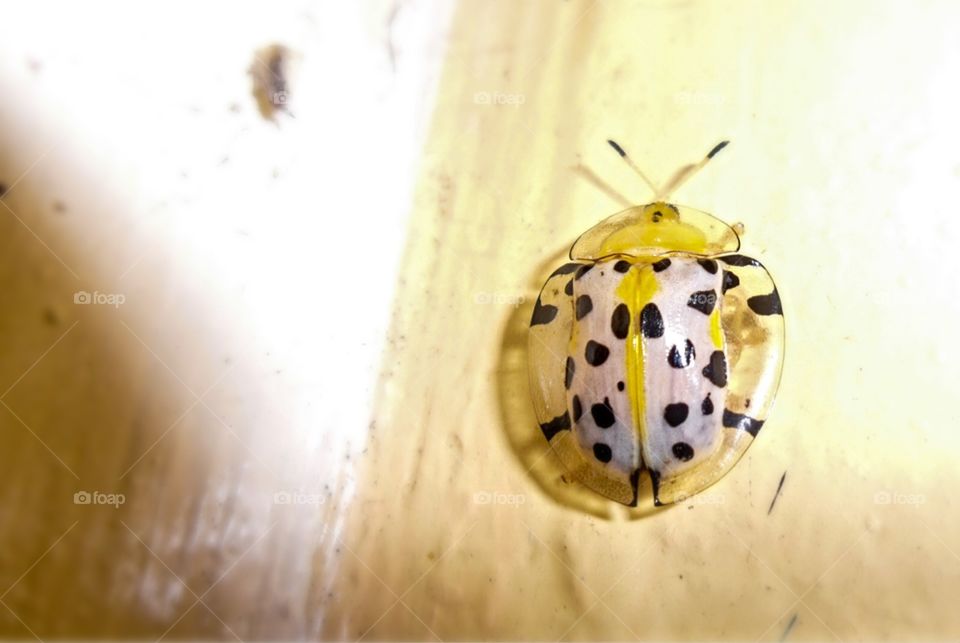 yellow ladybug 