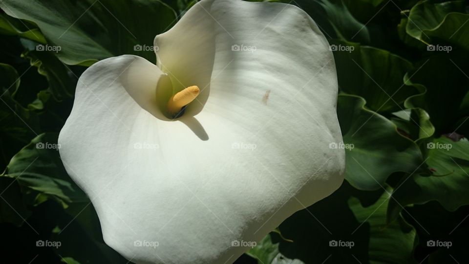 big white flower 