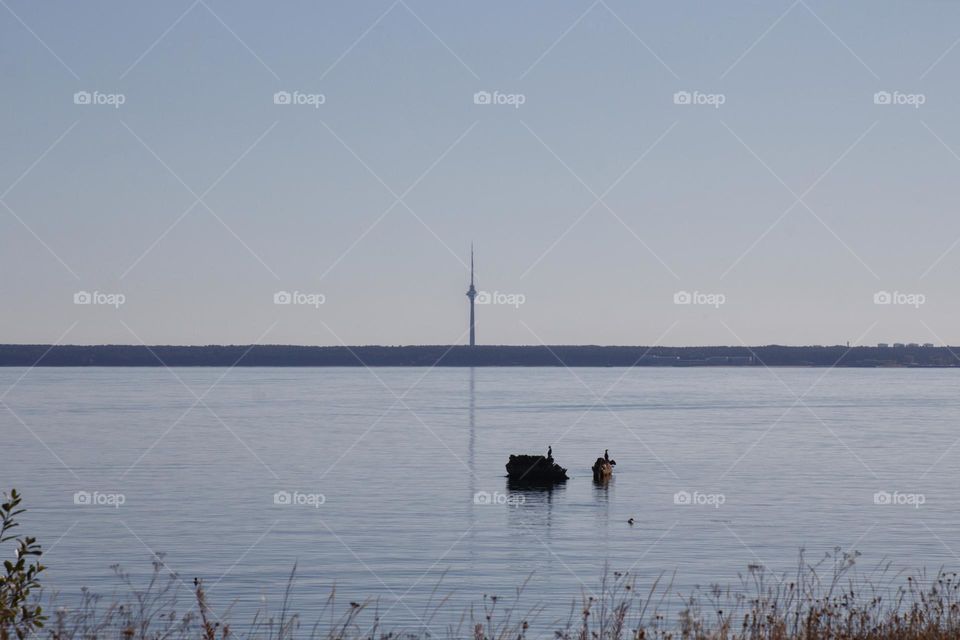 Quiet and peaceful scene with some water birds sitting on rocks or swimming in the sea on an early morning over the Baltic Sea on Estonia’s coast.