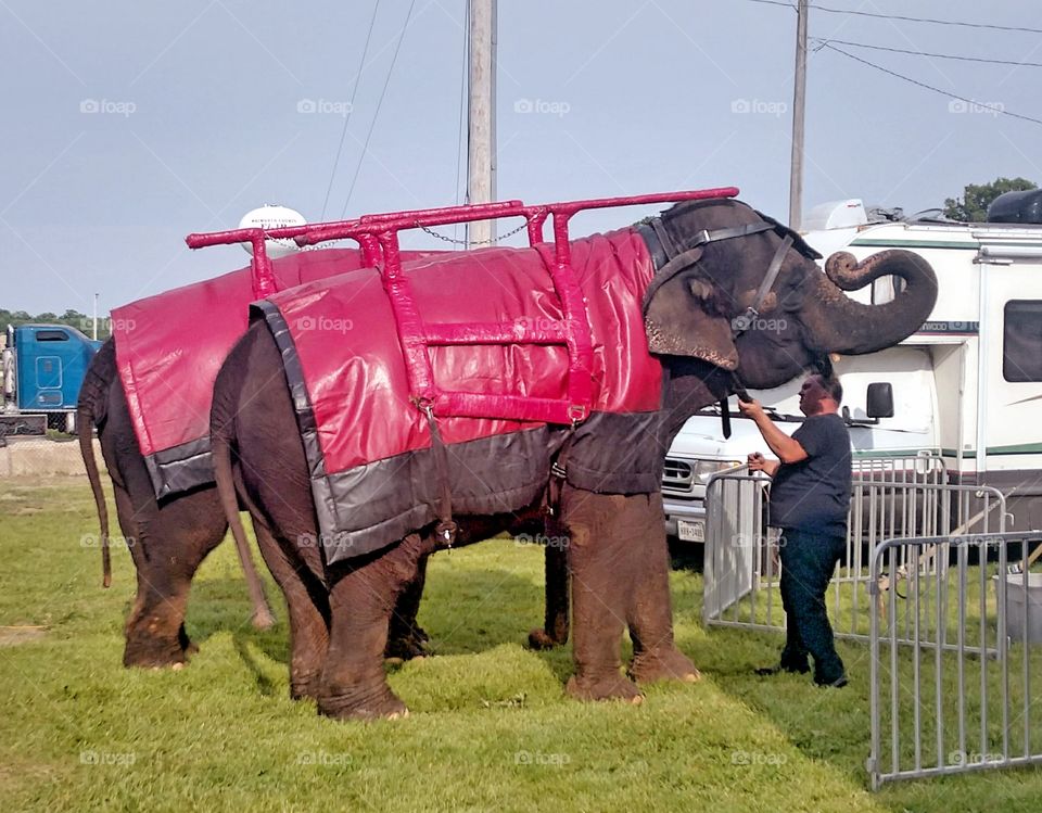 Getting ready for the circus