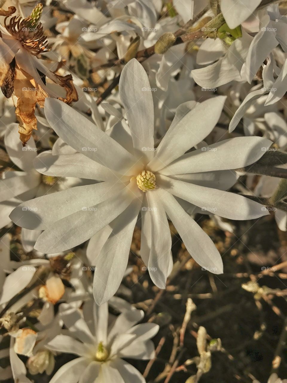 Spring White Flower