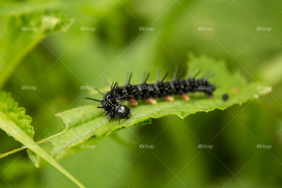 Insect, Nature, No Person, Caterpillar, Leaf