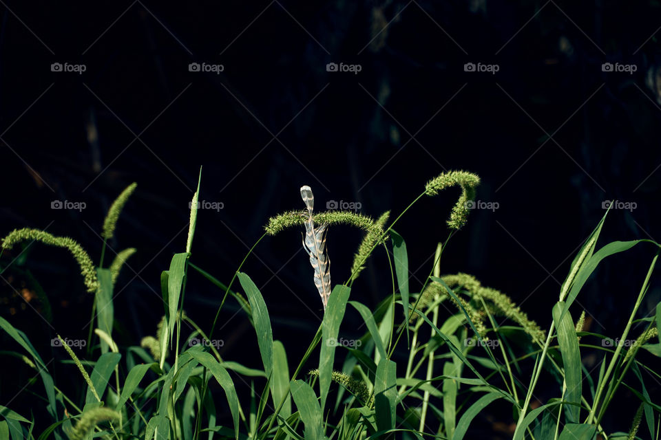 Millet  grass  - feather