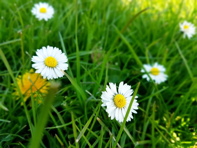 grass