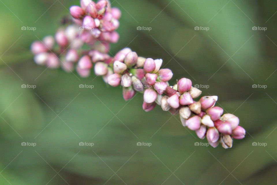 Pink flower wild pink blush white blossom bloom green pretty Tiny small fresh