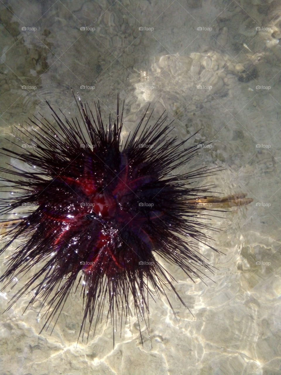 Beautiful sea urchin