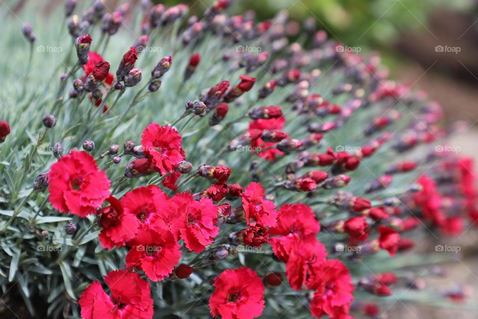 Red flowers blooming 