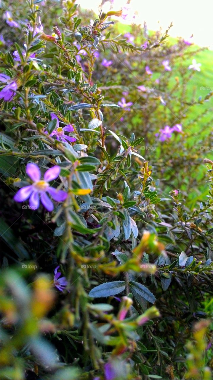 Flowers growing on plant