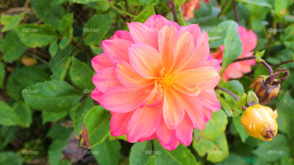 What flowers is this?