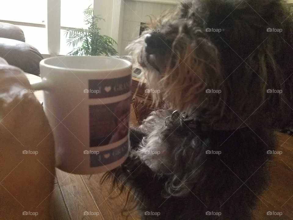 Sammy loves the smell of coffee