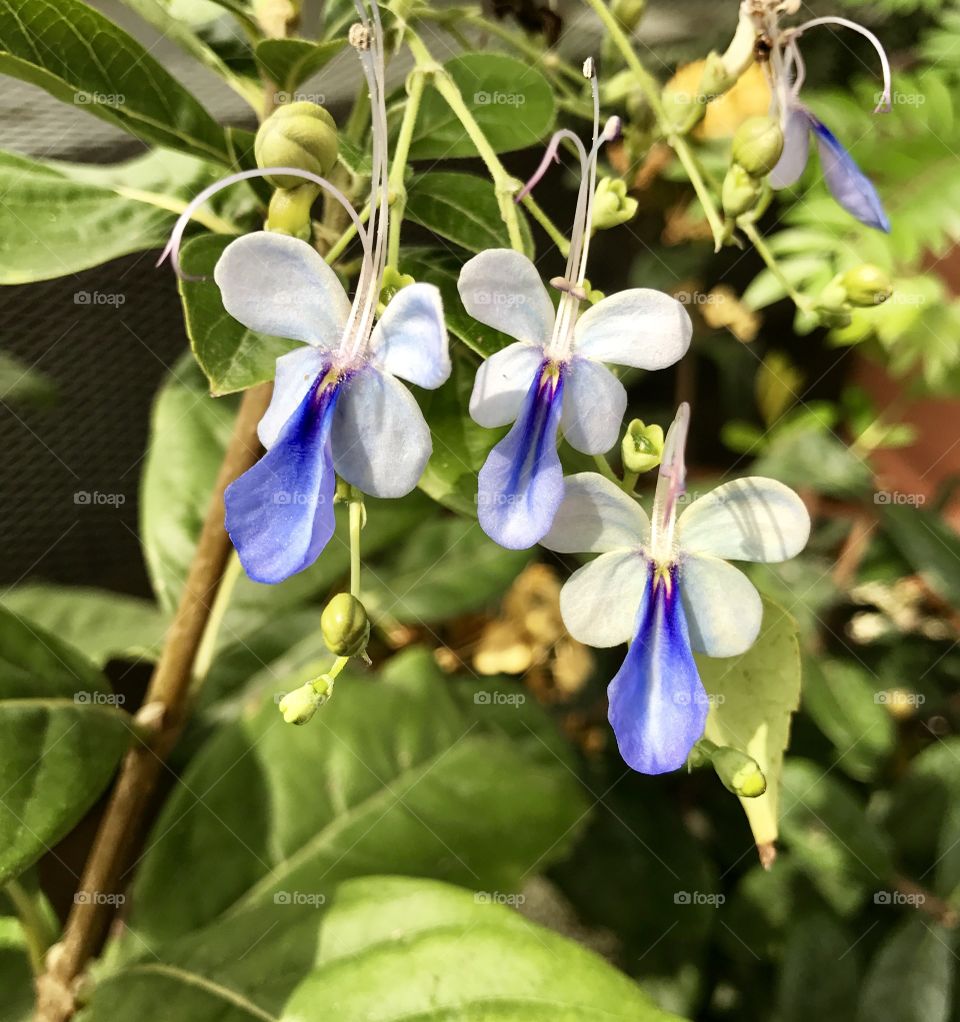 Blue Flowers