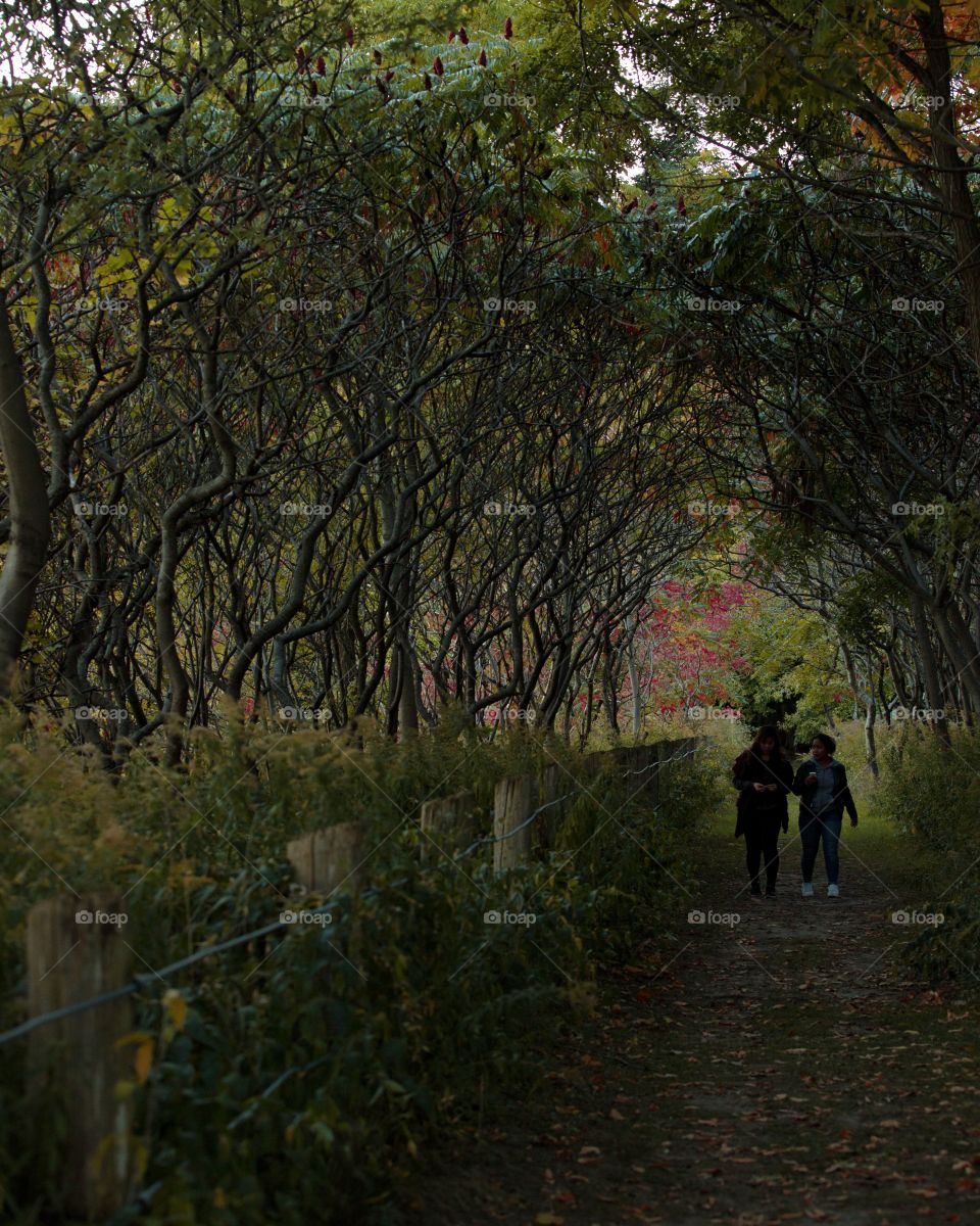 A forest in autumn at dusk