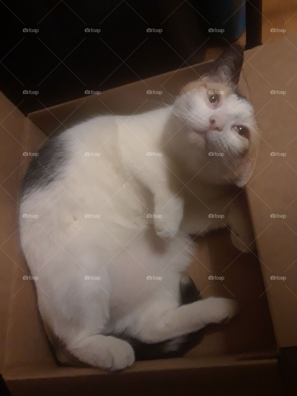 cat box