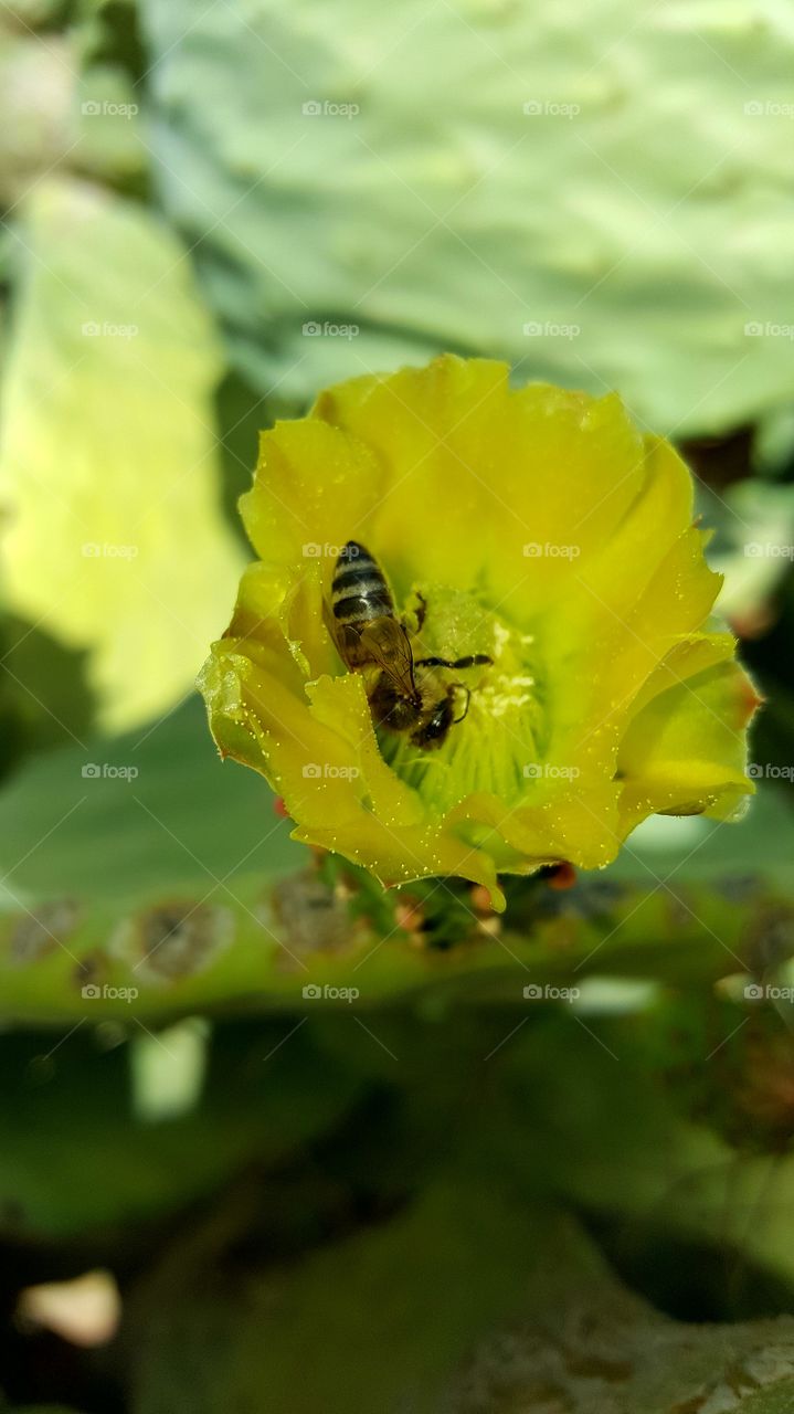 bee flowers  cactus pollinators