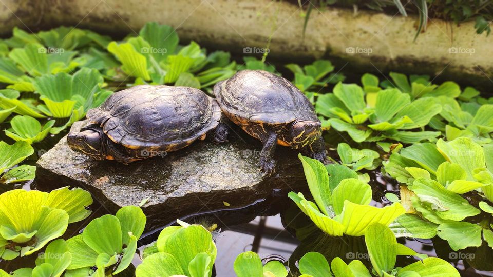 Red eared turtle in a little pond