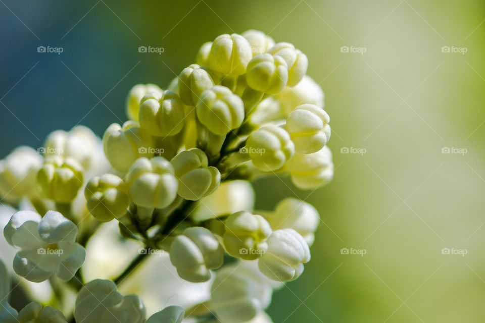 White lilac in bloom