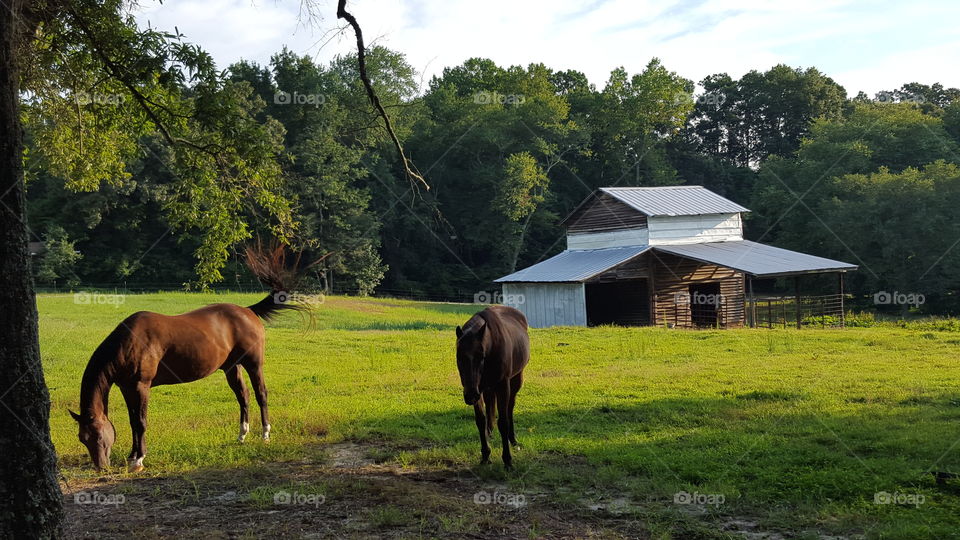 Horses grazing in grass