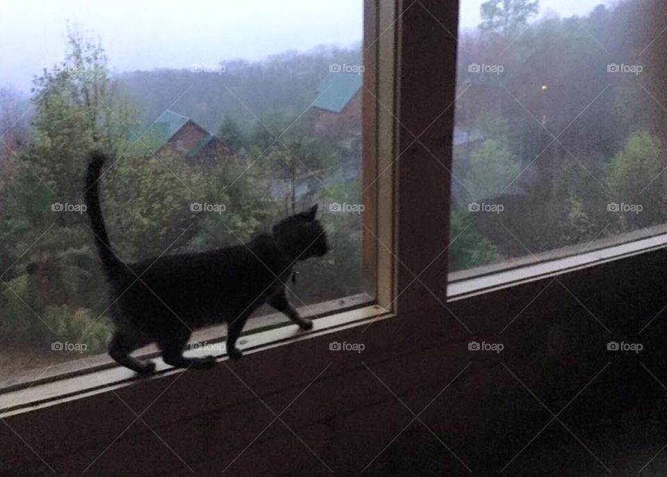 Pet cat traveling with family on vacation , staying in a cabin . Cat walking on ledge looking out window .